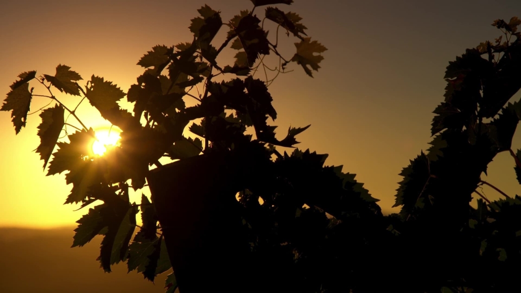 Somm: Şişedeki Sırlar izle